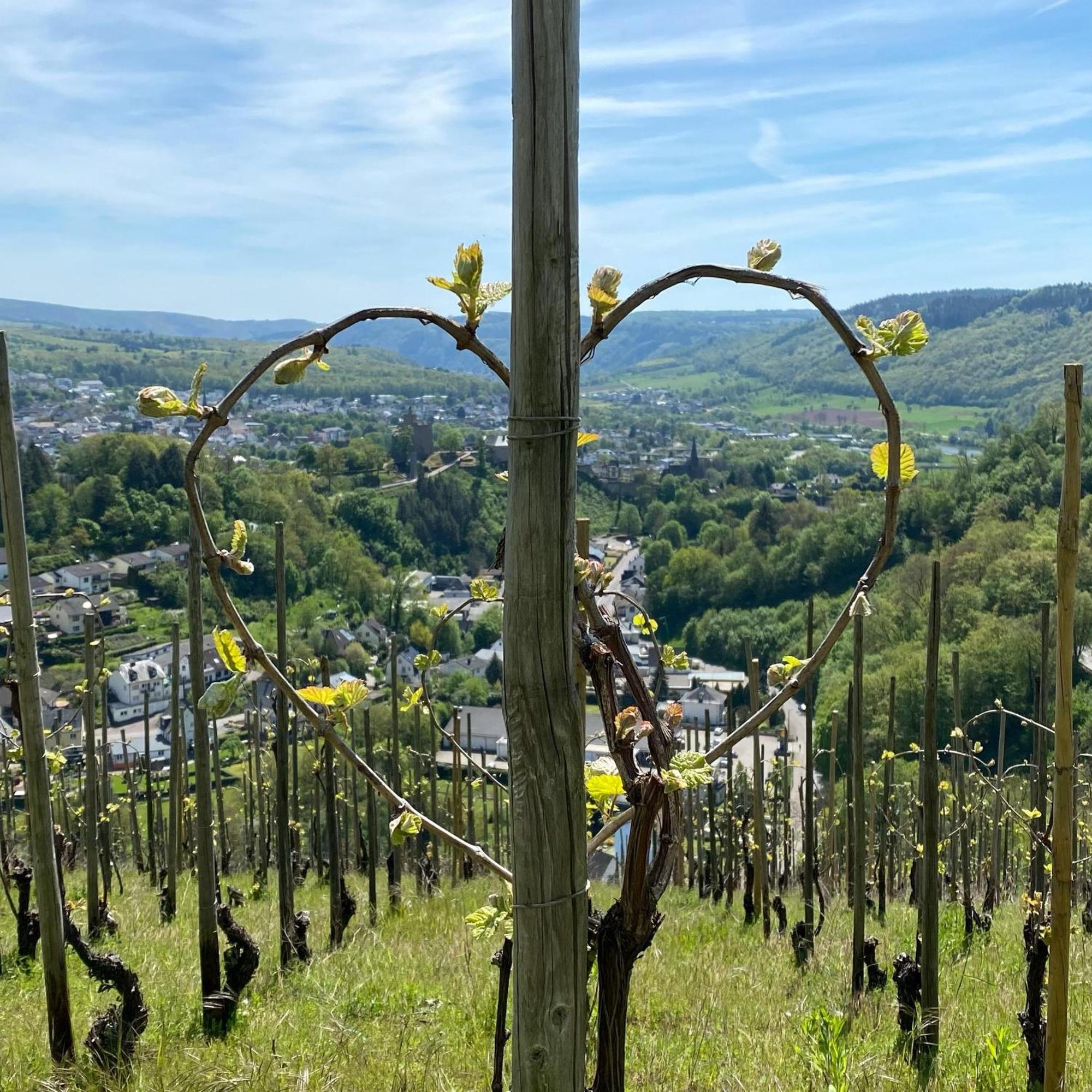 Weingut Dr Wagner Villa Saarburg Exterior photo